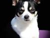 Chihuahua Eddie