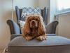 Cavalier king charles spaniel Indiana