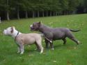 American Bully Queen (hardfort bullies Queen)