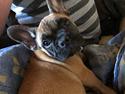 Fransk bulldog Anton