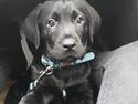 Labrador retriever Bubbi