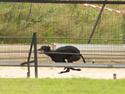 Whippet Coastwind Racing Amanda