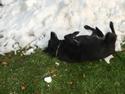 Blanding af racer Mine delehunde