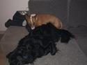 Blanding af racer Balou