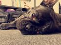 Fransk bulldog Cody