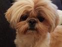 Shih tzu Fonvig's Phoebe