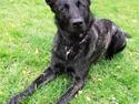 Hollandsk hyrdehund Zherlock - Kaldenavn Eddie