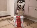 Siberian husky Mesmocan Tasmanian Devil (Taz)