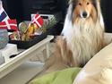 Collie langhåret Enzo