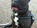 Fransk bulldog Kenzi