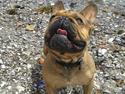 Fransk bulldog bonzo