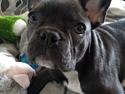 Fransk bulldog Quinn