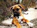 Dogo canario Bolek
