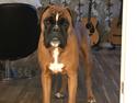 Boxer Von Ellinghaus Indurain (kaldes Ilio)