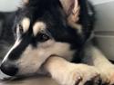 Alaskan malamute Mila