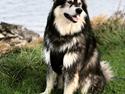 Alaskan malamute Aslan