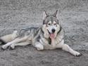 Alaskan malamute Balto