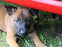 Malinois Working Malinois Deja Vu (Tavi)