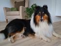 Collie langhåret Ebony Moor´s Daydreamer Dexter