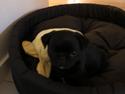 Mops Ruth