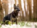 Schæferhund Amager's Nicki