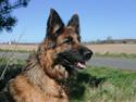 Schæferhund Vestegnen's Ciba