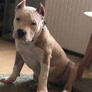 American Bully Queen (hardfort bullies Queen) 