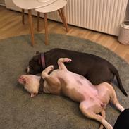 American Bully Queen (hardfort bullies Queen) 