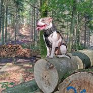 Staffordshire bull terrier Abbie