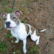 Staffordshire bull terrier Abbie