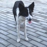 Border collie Penny