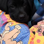 Labrador retriever Bubbi