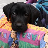 Labrador retriever Bubbi