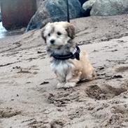 Bichon havanais Sigga