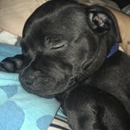 Staffordshire bull terrier Milo