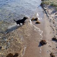 Staffordshire bull terrier Ludvig