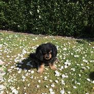 Cavalier king charles spaniel Teddy 2019  Rianna 2009