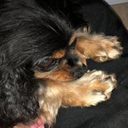 Cavalier king charles spaniel Teddy 2019  Rianna 2009