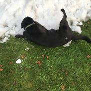 Blanding af racer Mine delehunde