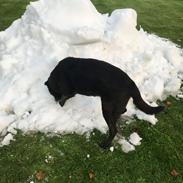 Blanding af racer Mine delehunde