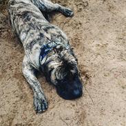 Perro de Presa Canario Diego - Qubera Recinto's Demon Hunter 