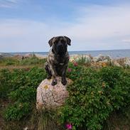 Perro de Presa Canario Diego - Qubera Recinto's Demon Hunter 