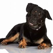 Blanding af racer Zika