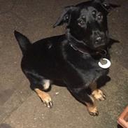 Blanding af racer Zika