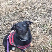 Blanding af racer Zika