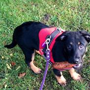 Blanding af racer Zika