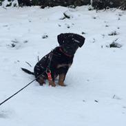 Blanding af racer Zika