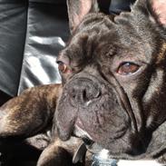 Fransk bulldog Cody