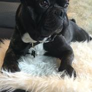 Fransk bulldog Cody