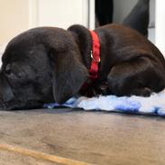 Staffordshire bull terrier Kida